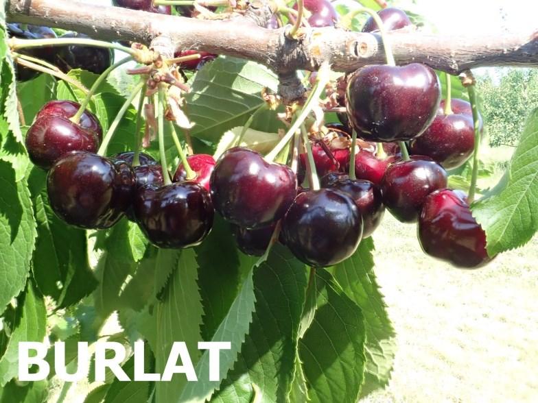 BURLAT Odrůda patří pomologicky mezi polochrupky. Zraje ve 2. třešňovém týdnu, stejnoměrně. Stromy rostou v prvních letech velmi bujně, v plné plodnosti středně bujně.