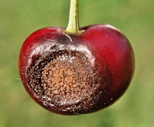 3.7 Vrtule třešňová ve výsadbách třešní Vrtule třešňová Rhagoletis cerasi (Linnaeus, 1758) Cherry fruit fly Hostitelské rostliny
