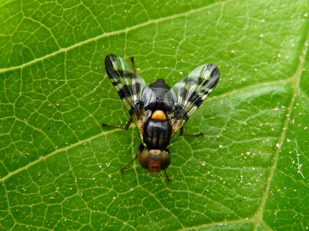 eucephální) larvy dosahují délky 6 mm. Kukla, neboli pupárium, je slámově žlutá, soudkovitého tvaru, 4 mm dlouhá.