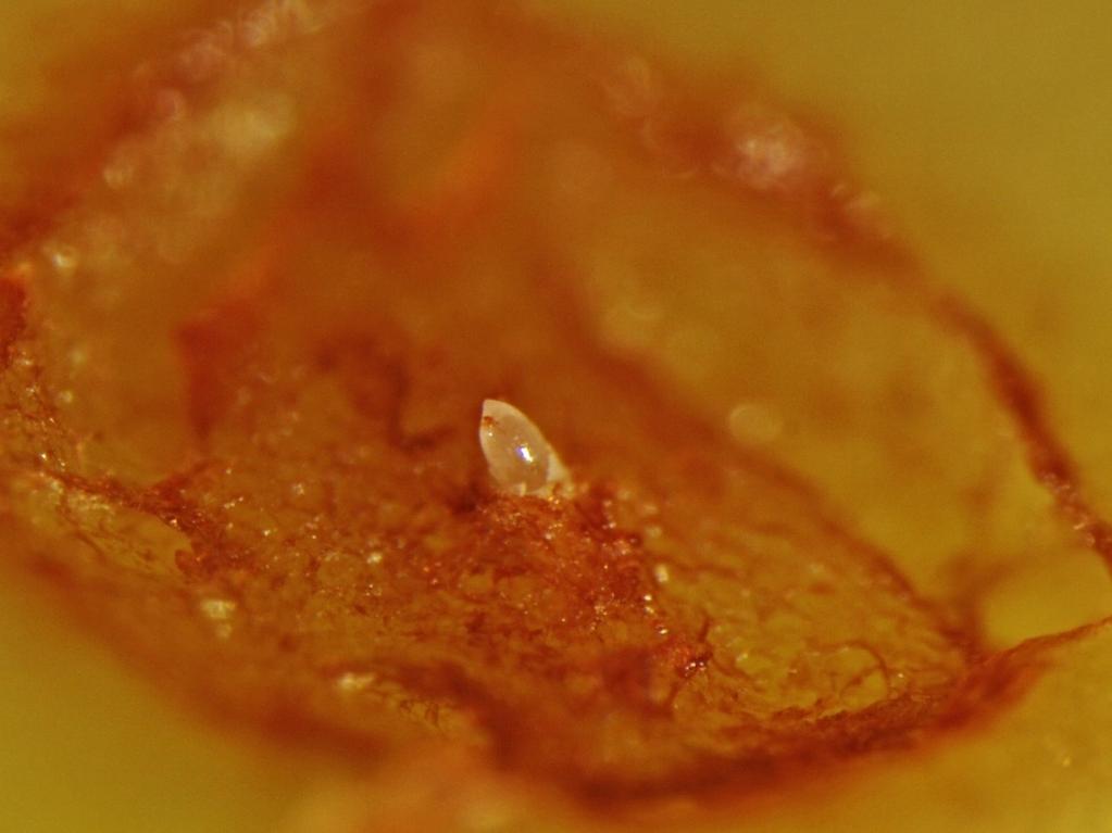 Obrázek 23 Vajíčko vrtule třešňové Příznaky poškození Larvy vrtule třešňové způsobují známou červivost plodů.