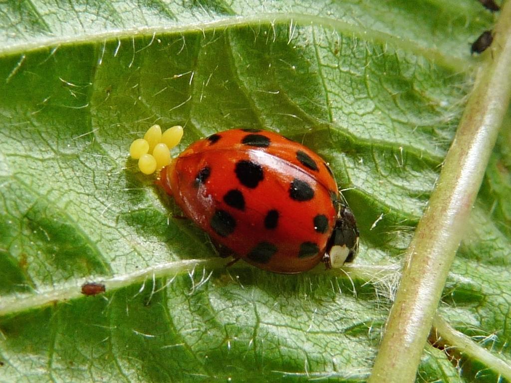 Obrázek 28 Slunéčko východní Harmonia axyridis s vajíčky V roce 2016 nebyly zaznamenány výskyty píďalky v žádné z výsadeb třešní. Podkopníček byl zaznamenán v nižším počtu nadkrytých výsadbách.