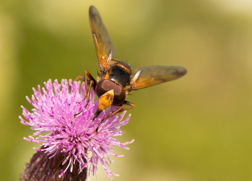 Bylo zde zaznamenáno i mírně zvýšené množství podkopníčka ovocného (Lyonetia clerkella) a listohloda podlouhlého (Phyllobius oblongus).