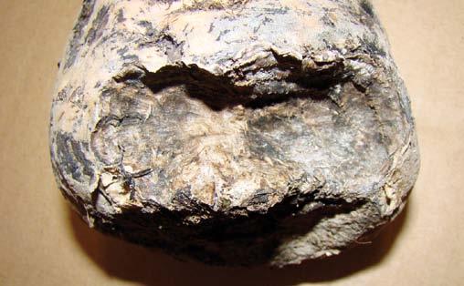 Na všech testovaných osivech bylo determinováno 5 druhů pisivek; z toho 3 druhy na semenech řepy (konkrétně Lepi notus reti cu latus, Lepinotus patruelis, Lachesilla pedicularia).