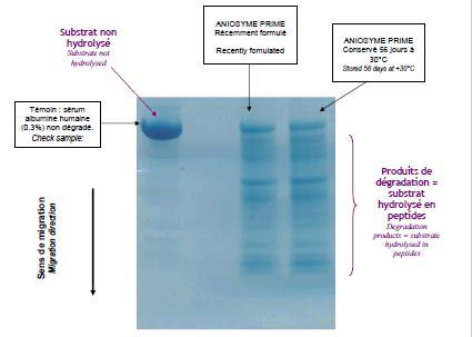 ANIOSYME PRIME Enzymatic complex Observation of proteasic activity of the cleaning disinfectant ANIOSYME PRIME and