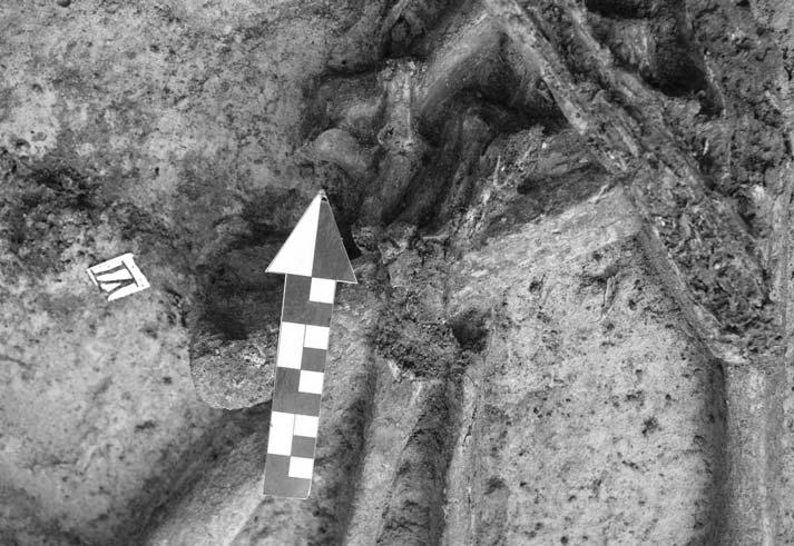 Obr. 25. Vávrovice - Krásné pole. Hrob 7, in situ zjištěné primární anatomické skloubení kostí asociovaných v zápěstních kloubech levé horní končetiny (foto: L. Šín). Abb. 25. Vávrovice - Krásné pole. Grab 7, in situ festgestellte primäre anatomische Zusammenfügung der in den Handgelenken der linken oberen Gliedmaße asoziierten Knochen (Foto: L.