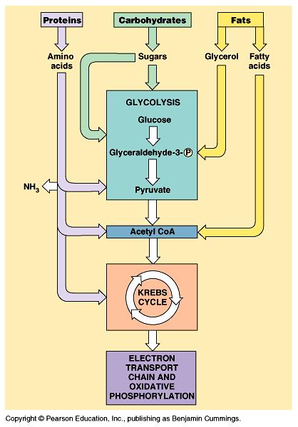 Schéma zapojení proteinů a lipidů v