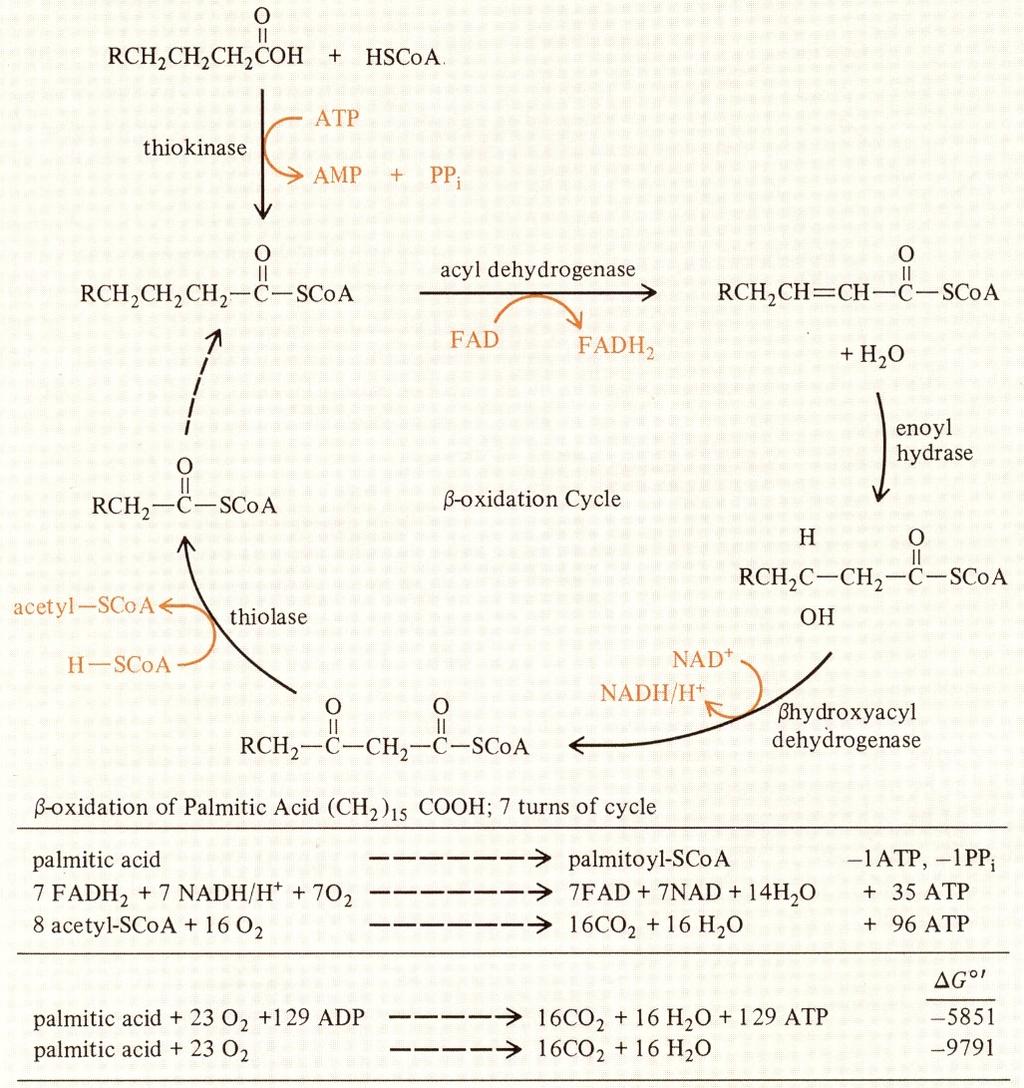 Lipidy jako substrát pro energetický metabolismus