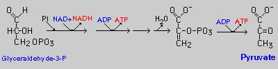 ANAEROBNÍ METABOLIZMUS Nedostatek kyslíku: hypoxie ---> anoxie (nejen nedostatek v prostředí, ale i v tkáních např.