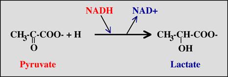 anaerobní syntézy ATP u obratlovců - neodbouraný pyruvát je snadno přeměněn na laktát, vysoká koncentrace laktátu způsobuje