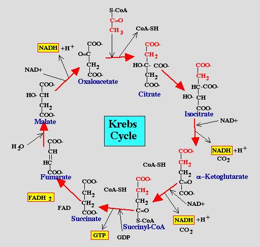 B. Různé koncové metabolity lipidy - succinát - lipidy (elongace acetylcoa) - amoniak (deaminace aminokyselin ve spřažených