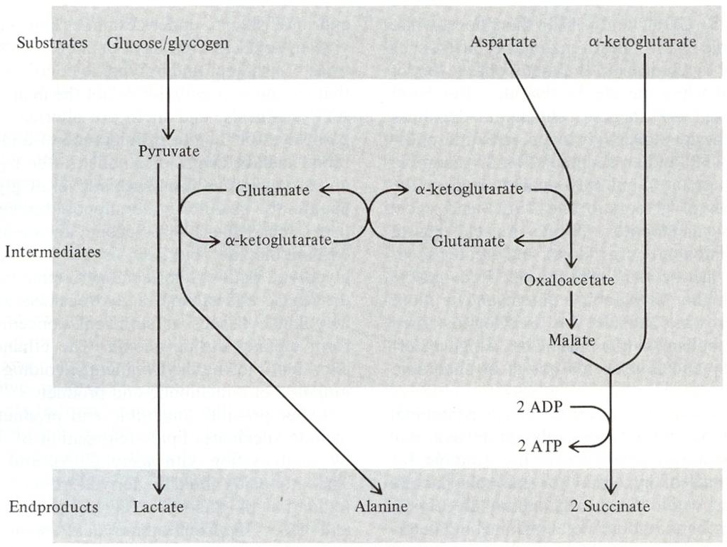 Ostatní obratlovci (obojživelníci, plazi, ptáci a savci) jsou odkázáni prakticky pouze na energii z glykolýzy. Jiné koncové produkty než laktát (např.