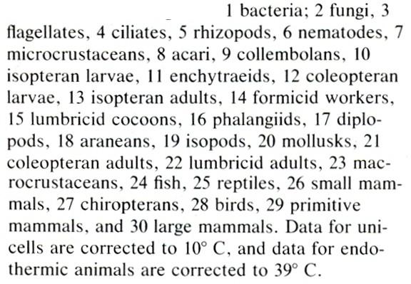 Srovnání spotřeby O 2 (intenzita metabolismu) a velikosti těla u různých skupin organismů 3 hlavní kategorie organismů jednobuněnční, mnohobuněnční ektotermové a endotermové - Se zvyšující se