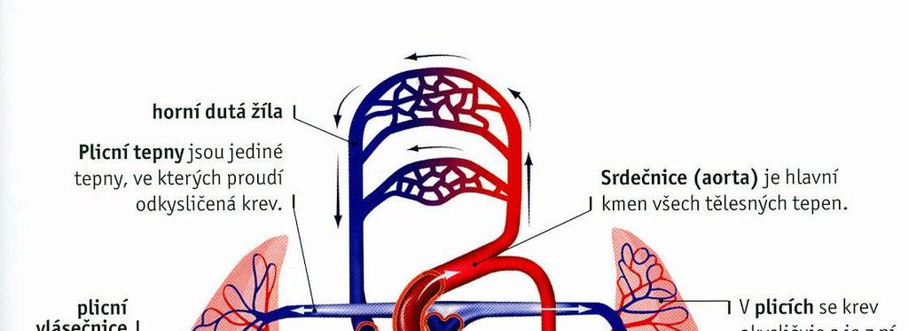 Plicní a systémový oběh Plicní oběh Zahrnuje plicní tepny, žíly a vlásečnice.