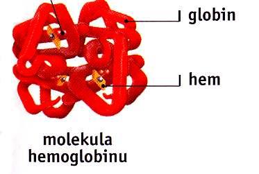 Červené krevní barvivo (hemoglobin) V 5 litrech krev 800g hem.