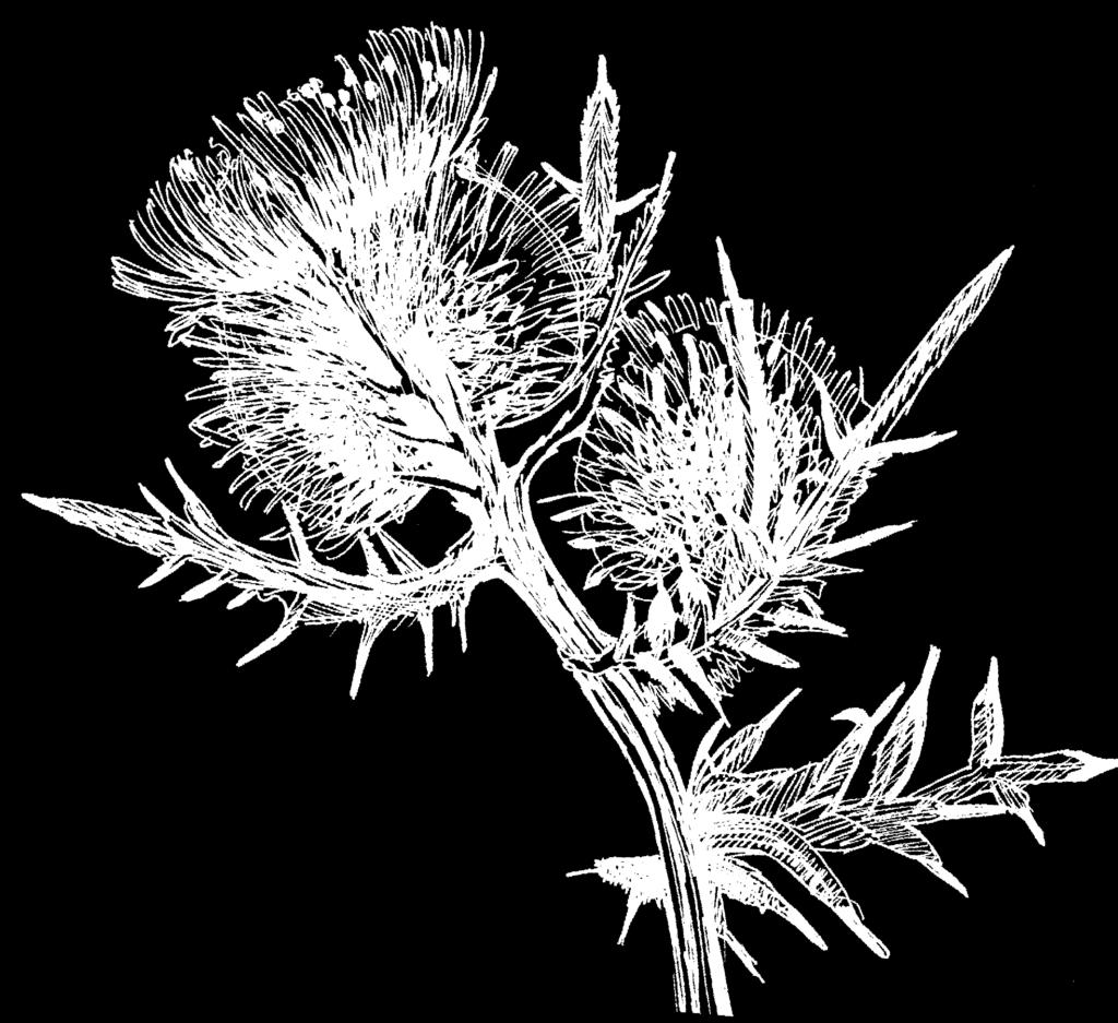 : 1804-2732 VOL.