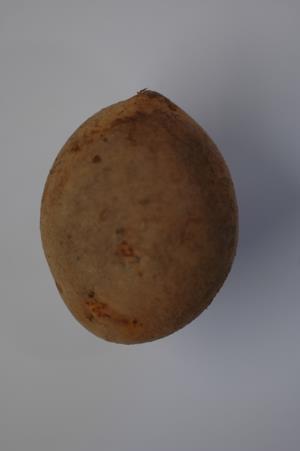 Evaluation of variation of tubers shape based on image analyses elliptic Fourier analyses The tubers have been photographed using a digital camera Olympus SP-560UZ (Olympus, Japan) and digital images