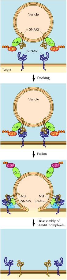(v-snare) to form a trans-snare complex, which catalyzes fusion by forcing membranes closely together. In this process, Rab GTPases are required to facilitate formation of v-snare/t-snare complex.