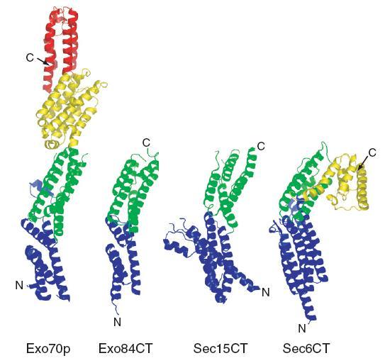 Figure 2.4. Exocyst subunit structures. From left to right, Exo70, Exo84 C-terminal domain, Sec15 C-terminal domain, Sec6 C-terminal domain.