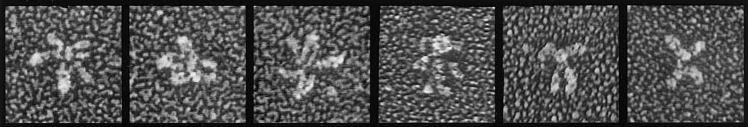 The unfixed complex resembles a flower with four to six petals (4-6 nm wide x 10-30 nm long).