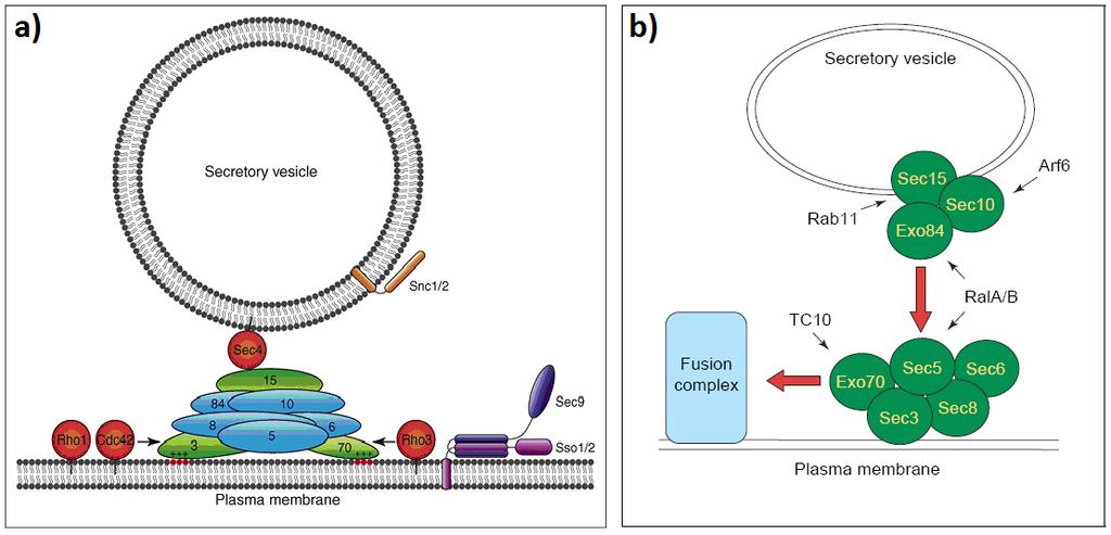 secretion of proteoglycans indicating a possible role for DelGEF in the secretion process (Sjölinder et al., 2002). Figure 2.13. Summary of the interactions between the exocyst and small GTPases.