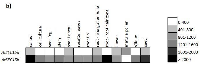 Figure 4.3. Expression analysis of Arabidopsis SEC15 genes. a) Level of AtSEC15a (in red) and AtSEC15b (in blue) expression during Arabidopsis development.