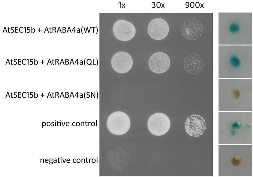Figure 4.4. Yeast two-hybrid analysis of pairwise interactions between AtSEC15b and selected Rab GTPases. Pairwise interactions of AtSEC15b and various forms of AtRABA4a.