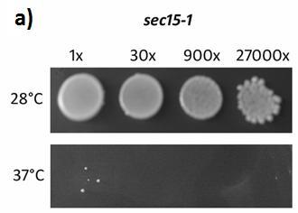 AtSEC15b fully restores the growth defect of the sec15-1 budding yeast at the restrictive temperature. As it is known that yeast Sec15 directly interacts with Rab GTPase Sec4 (Guo et al.