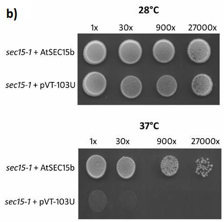 Figure 4.6. Functional complementation of sec15-1 phenotype. a) Thermosensitive growth defect of sec15-1 mutant strain.