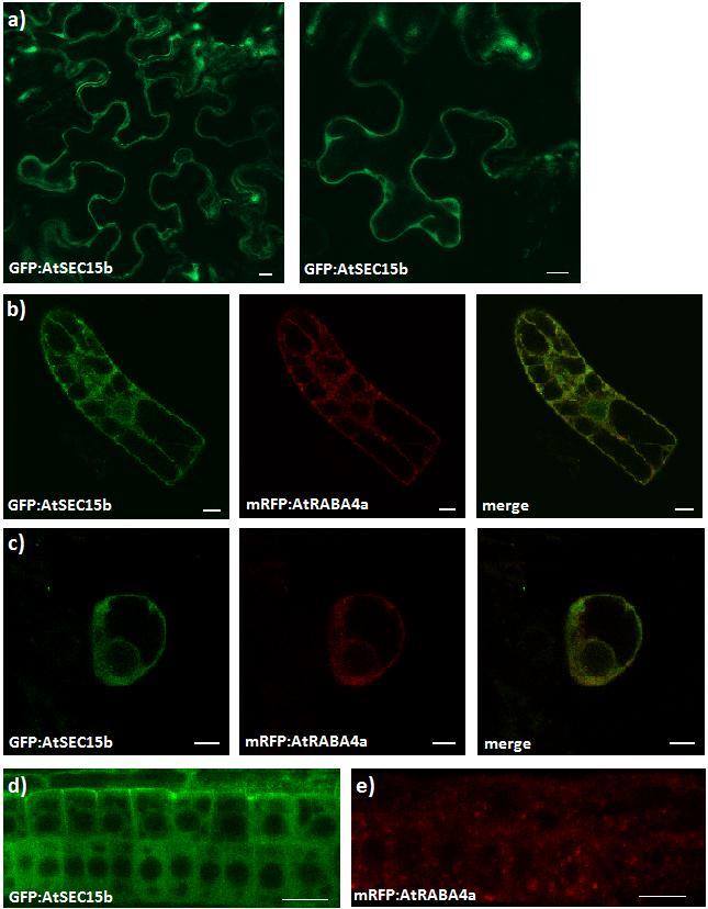 old seedling roots we have seen similar results showing that mrfp:atraba4a also appeared in this highly mobile punctuated structures of approximately 0.