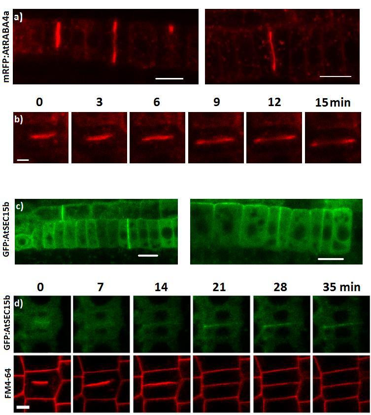 Figure 4.8. Localization of AtRABA4a and AtSEC15b during cytokinesis. a) mrfp:atraba4a labels growing cell plate in the Arabidopsis root. Bar = 10 m.