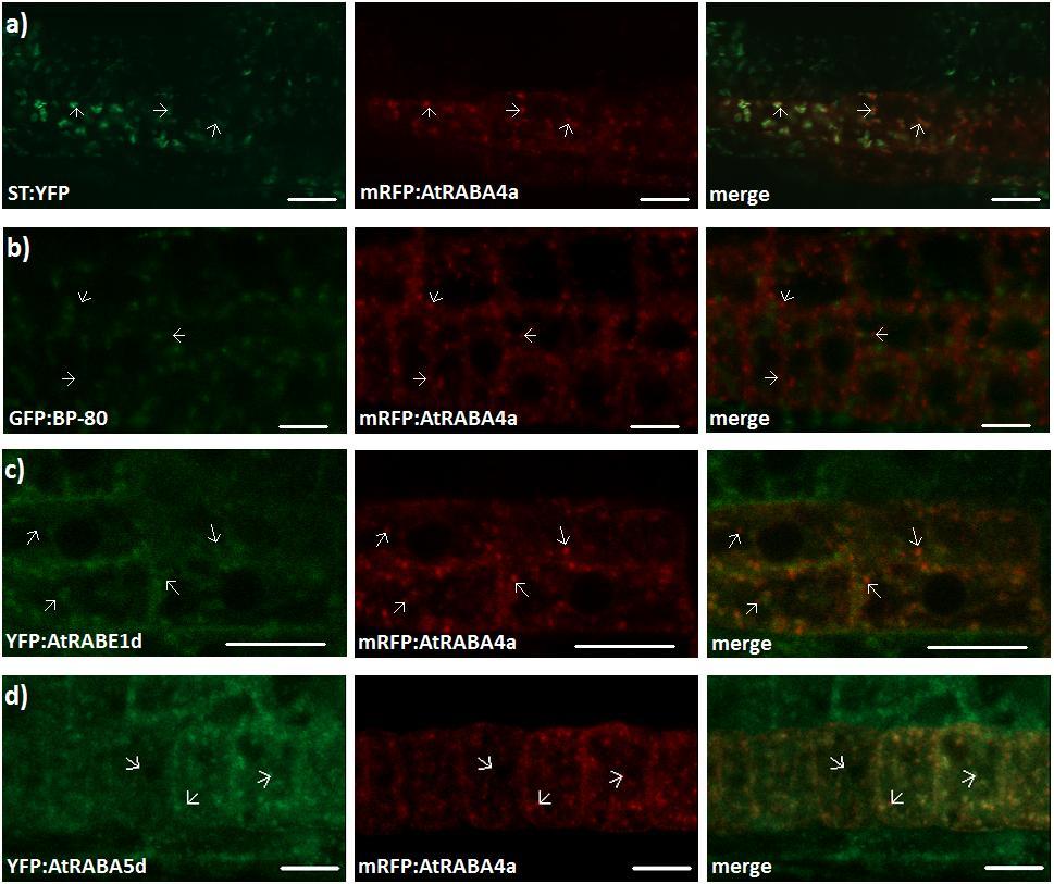 Figure 4.9. AtRABA4a labels compartment distinct from the Golgi, PVC and recycling endosomes.