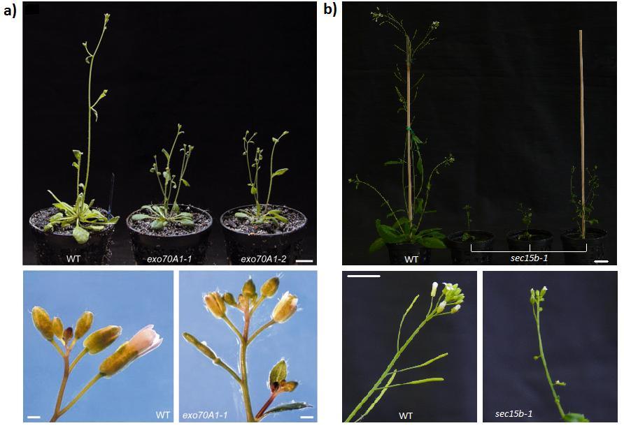Figure 5.1. Comparison of phenotypic defects in Arabidopsis exo70a1 and sec15b-1 mutants. a) atexo70a1 phenotype compared to wild-type plants.