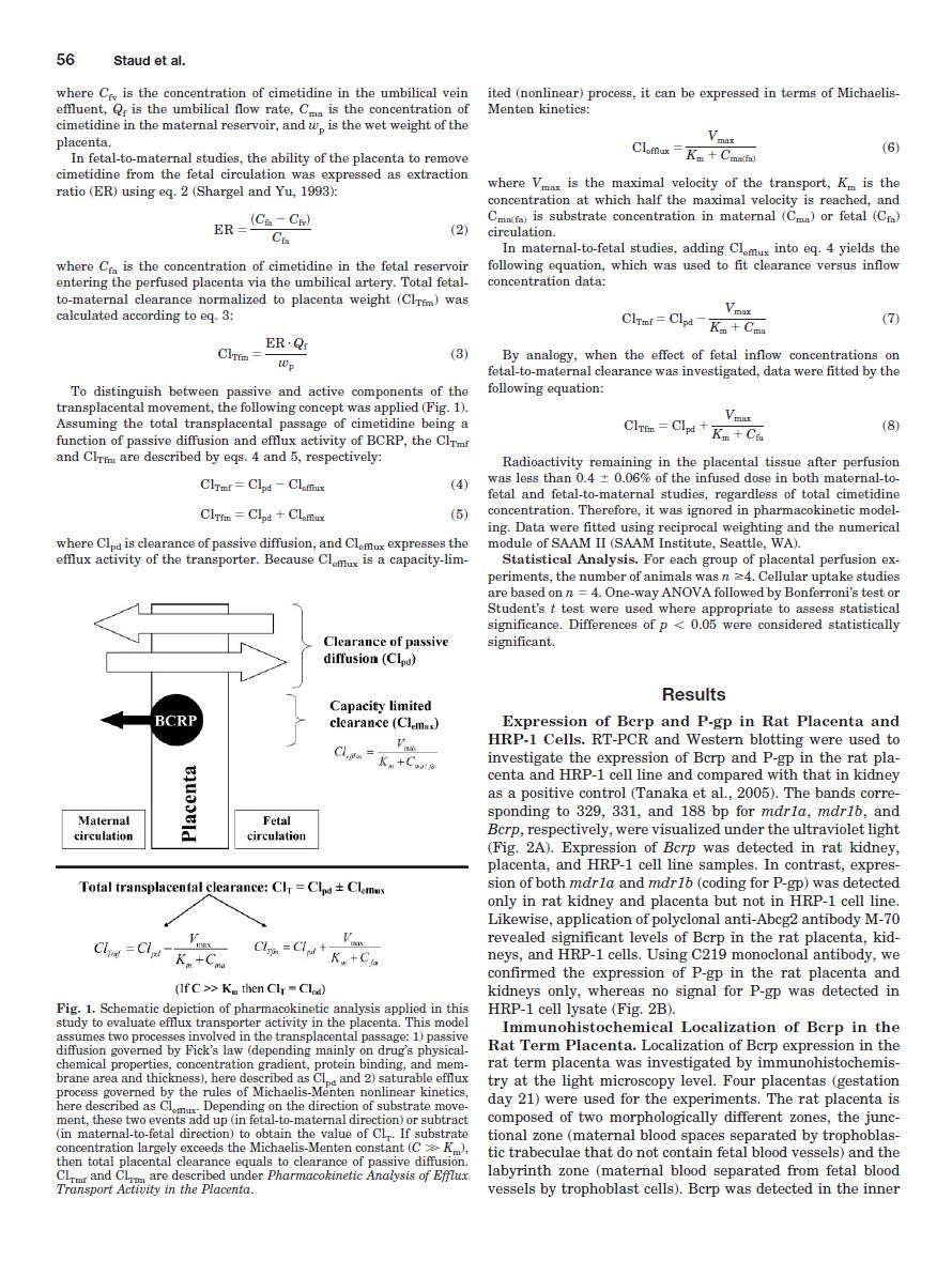 Expression and transport