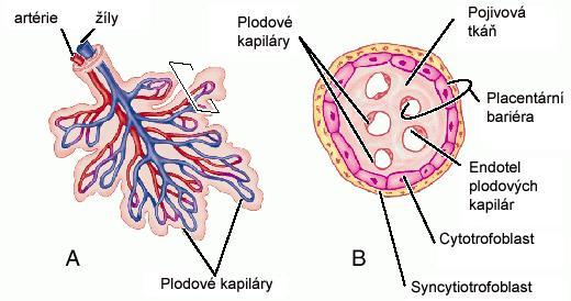Úvod a cíle práce Podle počtu buněčných vrstev tvořících bariéru mezi mateřskou a fetální krví lze savčí placenty klasifikovat do tří skupin: a) typ hemochoriální (člověk, potkan, králík), b) typ