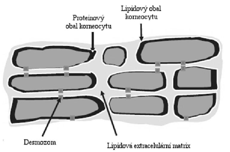 Korneocyty jsou zrohovatělé odumřelé buňky, pro které je charakteristický plochý tvar a vysoký obsah proteinů (80-90 % filaggrin a keratin). Úloha filaggrinu v kožní homeostáze je jen částečně známa.