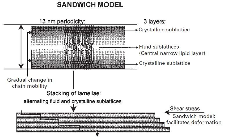 Lipidy jsou v lamelách uspořádány kolmo na směr lamel ve 2 krystalových mřížkách a to buď orthotrombicky v krystalické fázi nebo hexagonálně ve fázi gelové nebo neuspořádaně v kapalně krystalické