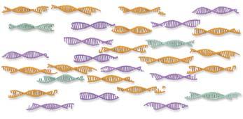 Jiné metody NIPT / masivní paralelní shotgun sekvenování Harmony (DANSR ) Cell-free (cf) DNA v krvi Chromozomální 21, 18, 13 cfdna Jiná chromozomální cfdna Nezmapovaná cfdna Náhodná analýza