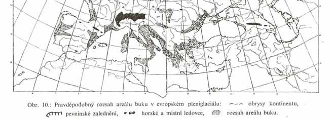 Fagus sylvatica v