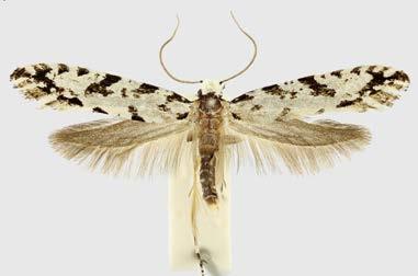 Nemapogon inconditella (Lucas, 1956) Údolí Oslavy: Vlčí kopec 30. 5. 2001/2 (125). Údolí Jihlavy: Dukovanský mlýn 2010 (2); Kozének 16. 7. 2015 (125); Mohelenská hadcová step 30. 5. 2001 (91), 16. 8.