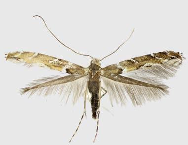 Motýli Středního Pojihlaví. Butterflies and Moths of the Middle Jihlava  River Region. Jan Šumpich - PDF Stažení zdarma