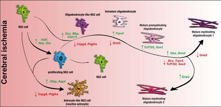 Department of Cellular Neurophysiology Department is focused on membrane and morphological characteristics of glial cells after ischemic brain injury and in the progression of neurodegenerative