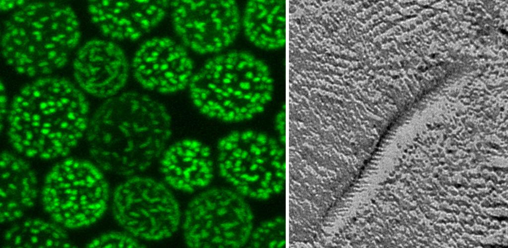 Dále poskytujeme zaměstnancům ostatních oddělení ÚEM metodickou podporu v oblasti moderních zobrazovacích metod, především fluorescenční mikroskopie. vedoucí: doc. RNDr. Jan Malínský, Ph.D. Nový mechanismus regulace genové exprese na specifické mikro doméně plasmatické membrány.
