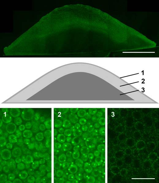 Department of Microscopy In Department of Microscopy we study fine structure and functional manifestations of domain organization of biomembranes in eukaryotic cells, with a special emphasis on the