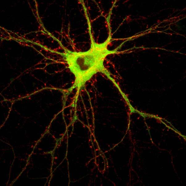 Department of Neurochemistry The Department of Neurochemistry studies molecular mechanisms that regulate the function of glutamate receptors in the mammalian central nervous system.