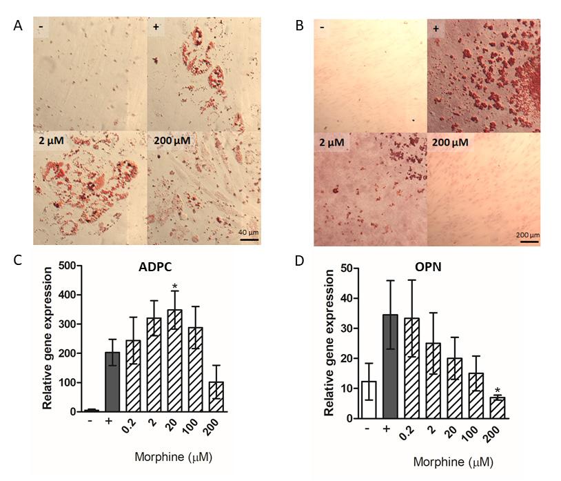 Department of Transplantation Immunology Research of this department is focused on the isolation, characterization and cultivation of stem cells and their use for treatment of severe injuries or so
