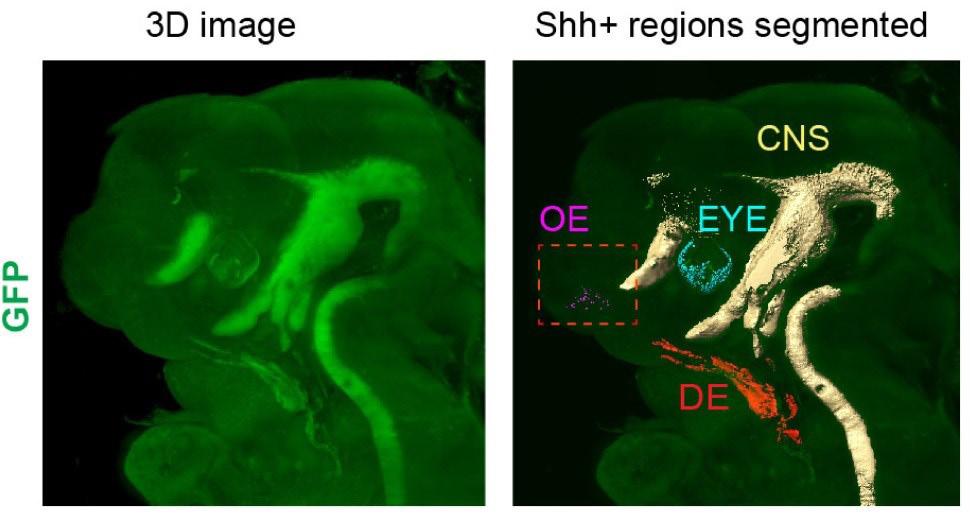 Department of Developmental Biology Department of Developmental Biology focuses on genetic regulation of embryonic development.