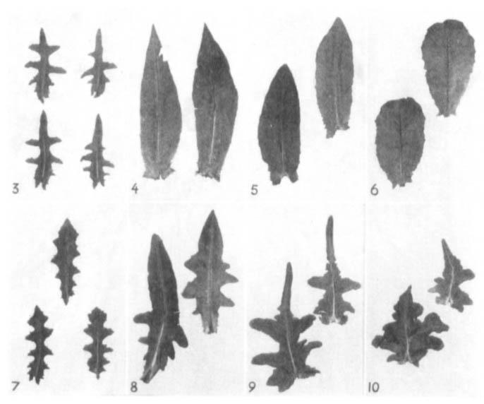 5 = 4 6 8 = 4 3 9 = 4 10 Obrázek 3. Variace tvaru apexu a dělení listové čepele: 3 L. altaica, 4 L. sativa cv. Asparagus lettuce, 5 F1 L. sativa cv. Asparagus lettuce x L. sativa cv. Romaine rouge d hiver, 6 L.