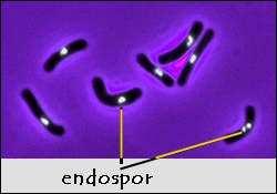 Endospora, sporulace Endospora je dormantní ( spící ), odolná, nereproduktivní struktura tvořená malým počtem převážně G+ bakterií rodů Bacillus (aerobní tyčky), Clostridum, Thermoactinomyces a