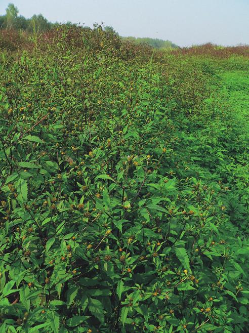 Vegetace jednoletých nitrofilních vlhkomilných bylin (Bidentetea tripartitae) některých místech se porosty s převahou Bidens frondosa chovají expanzivně. Obr. 188. Polygonetum hydropiperis.