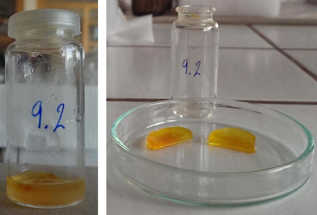 Obr. 22: Hydrogel vytvořený při ph 6 a obarven methylčervení. Dalším pozorovaným vzorkem byl hydrogel vytvořený při ph 7. Kontrola ph hydrogelu proběhla za vyuţití bromthymolové modři.